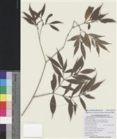 藏品(無刺伏牛花)的圖片